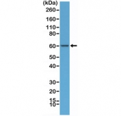 Western blot testing of human HeLa cell lysate with recombinant AMPK alpha 1 antibody at 1:100 dilution. Predicted molecular weight ~64 kDa.