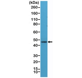 Western blot testing of human brain lysate with recombinant NeuN antibody at 1:1000 dilution. Expected molecular weight: 46-48 kDa (two isoforms may be visualized).~
