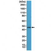 Western blot testing of human brain lysate with recombinant NeuN antibody at 1:1000 dilution. Expected molecular weight: 46-48 kDa (two isoforms may be visualized).