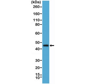 Western blot testing of human spleen lysate with recombinant OX40 antibody at 1:1000 dilution. Expected molecular weight: 29-50 kDa depending on glcyosylation level.~