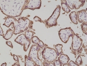 IHC testing of formalin fixed and paraffin embedded human placental tissue with recombinant PLAP antibody at 1:500 dilution. HIER: steam section in pH6 citrate buffer for 20 min and allow to cool prior to staining.