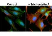 IF/ICC testing of human HeLa cells, untreated (-) or treated (+) with Trichostatin A, with recombinant Acetylated Alpha Tubulin antibody (Red) at 1:5000. Green = actin fillaments, Blue = DAPI nuclear counterstain.