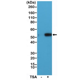 Western blot of extracts from human HeLa cells, untreated (-) or treated (+) with Trichostatin A (TSA), using the recombinant Acetylated Alpha Tubulin antibody at 1:1000.~