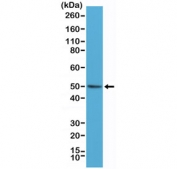 Western blot testing of human HeLa cell lysate with recombinant BAG-1 antibody at 1:1000. Expected molecular weight of the BAG-1L isoform: ~50 kDa.