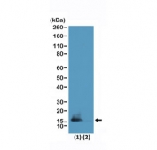 Western blot testing of human HeLa cell lysate (1) and recombinant Histone H3.3 (2) using H3K9me2/K14ac antibody at 0.5ug/ml.