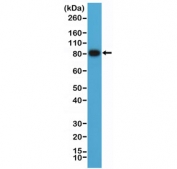 Western blot testing of human Raji cell lysate with CD19 antibody at 1:1000. Expected molecular weight: 60~100 kDa depending on glycosylation level.