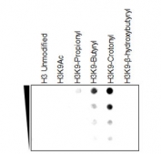 Dot blot showing H3K9cr antibody reacts specifically to Histone H3 crotonylated at Lys9, and cross-reactivity with different peptides.