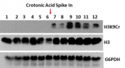 Western blot testing using H3K9cr antibody. Anti-Histone H3 and anti-G6PDH were used as controls. A crotonylation inducing metabolite was used to increase the H3K9cr signal.
