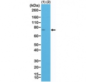 Western blot testing of lysate from human HeLa cells transfected with control siRNA (1) or Spastin siRNA, using recombinant Spastin antibody at 1:500.