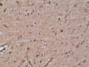 IHC staining of FFPE human brain tissue with recombinant GST pi antibody at 1:20,000.