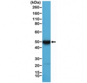 Western blot testing of human HeLa cell lysate with recombinant Cytokeratin 17 antibody at 1:10,000 dilution.