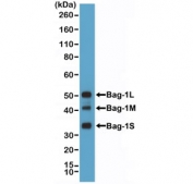 Western blot testing of human HeLa cell lysate with recombinant BAG-1 antibody at 1:1000.