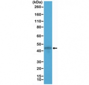 Western blot testing of human MCF7 cell lysate with recombinant Cytokeratin 19 antibody. Predicted molecular weight ~43 kDa.