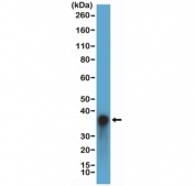 Western blot testing of human liver tissue with recombinant Arginase 1 antibody at 1:10,000 dilution. Predicted molecular weight ~35 kDa.
