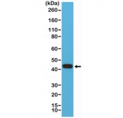 Western blot testing of human HEK293 cell lysate with recombinant MMP12 antibody at 1:500 dilution. Predicted molecular weight: ~55 kDa (pro form), ~45 kDa and ~22 kDa (active forms).