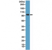 Western blot testing of human HeLa cell lysate with recombinant Transferrin Receptor antibody at 1:1000 dilution. Predicted molecular weight 85~95 kDa.