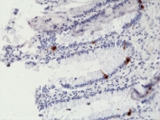 IHC staining of FFPE human colon tissue with recombinant Chromogranin A antibody at 1:10,000.