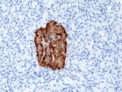 IHC staining of FFPE human pancreas tissue with recombinant Chromogranin A antibody at 1:2500.