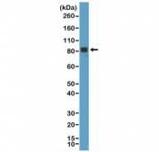 Western blot testing of human brain tissue with recombinant Chromogranin A antibody at 1:1000. Predicted molecular weight ~51 kDa but may be observed at higher molecular weights due to glycosylation.