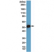 Western blot testing of human HEK293 cell lysate with recombinant p53 antibody at 1:1000 dilution. Expected molecular weight ~53 kDa.