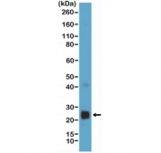 Western blot testing of VEGF protein-expressing human HEK293 cell lysate with recombinant VEGFA antibody.