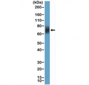 Western blot testing of human HL60 cell lysate with recombinant CD33 antibody at 1:100 dilution. Predicted molecular weight is 40-67 kDa depending on glycosylation level.