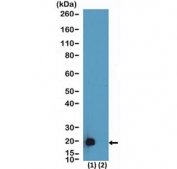 Western blot testing of 293T cells (1) transfected or (2) non-transfected with a DNA construct encoding DDDDK tag fusion protein, using recombinant DDDDK Tag antibody at 0.001ug/ml.