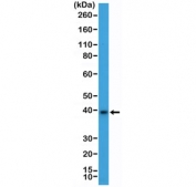 Western blot testing of mouse brain tissue lysate with recombinant MSI2 antibody at 1:2000 dilution. Predicted molecular weight ~35 kDa.