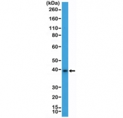 Western blot testing of mouse brain tissue lysate with recombinant MSI2 antibody at 1:2000 dilution. Predicted molecular weight ~35 kDa.