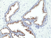IHC staining of FFPE human prostate tissue with recombinant Prostein antibody at 1:100.