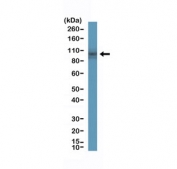 Western blot testing of human small intestine tissue with recombinant DOG1 antibody at 1:200 dilution. Expected molecular weight 74-114 kDa but may be observed at higher molecular weights due to glycosylation.