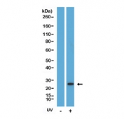Western blot testing of lysate from human HeLa cells, with or without UV treatment, using Cleaved Caspase 8 antibody at 1:2000 dilution.