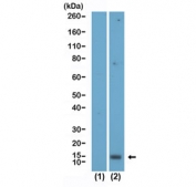 Western blot testing of (1) H2A recombinant protein and (2) acid extracts of human HeLa cell lysate using recombinant Acetyl-Histone H2A.X antibody at 0.04 ug/ml.