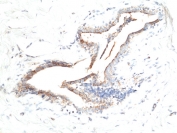 IHC staining of FFPE human breast tissue with recombinant Asprosin antibody at 1:100.