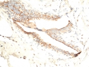 IHC staining of FFPE human breast tissue with recombinant Asprosin antibody at 1:100.
