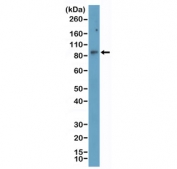 Western blot testing of human HeLa cell lysate with recombinant STAT3 antibody at 1:1000. Predicted molecular weight ~88 kDa.