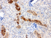 IHC testing of FFPE mouse kidney with Calbindin antibody. HIER: Boil the paraffin sections in pH 6, 10mM citrate buffer for 20 minutes and allow to cool prior to testing.