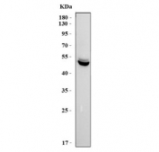 Western blot testing of human HeLa cell lysate with c-Myc antibody. Theoretical molecular weight: ~50 kDa but routinely observed at 50~70 kDa.