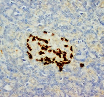 IHC-P: Glucagon antibody testing of rat pancreas tissue