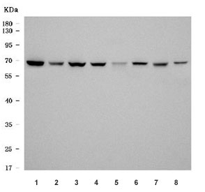 Western blot testing of 1) human MCF7, 2) human 293T, 3) human A549, 4) human U-2 OS, 5) rat