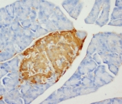 IHC-P testing of rat pancreas tissue with insulin antibody. HIER: Boil the paraffin sections in pH 6, 10mM citrate buffer for 20 minutes and allow to cool prior to testing.