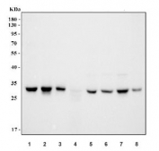 Western blot testing of 1) human A549, 2) human 293T, 3) human Caco-2, 4) human ThP-1, 5) rat C6, 6) rat PC-12, 7) mouse RAW264.7 and 8) mouse NIH 3T3 cell lysate with PSTAIR antibody. Expected molecular weight in CDK1: ~34 kDa.
