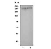 Western blot testing of 1) human Daudi and 2) mouse NIH 3T3 cell lysate with Talin 2 antibody. Predicted molecular weight ~271 kDa.