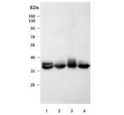 Western blot testing of 1) rat skeletal muscle, 2) rat heart, 3) mouse skeletal muscle and 4) mouse heart tissue lysate with Tropomyosin antibody. Expected molecular weight: 39 kDa (alpha isoform) and 36 kDa (beta isoform).