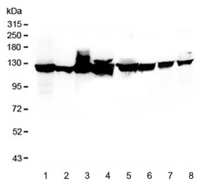 Western blot testing of 1) human HeLa, 2) human HepG2, 3) monkey COS-7, 4) human U-87 MG, 5) rat PC-12, 6) rat RH35, 7) mouse HEPA1-6, and 8) mouse NIH3T3 lysate with Vinculin antibody. Predicted molecular weight ~124 kDa.