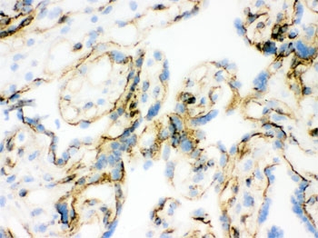 IHC testing of frozen human placenta tissue with Vinculin antibody.
