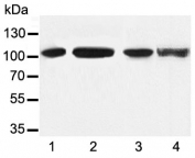 Western blot testing of 1) mouse heart, 2) mouse skeletal muscle, 3) rat heart and 4) rat skeletal muscle lysate with alpha-Actinin antibody at 1ug/ml. Predicted molecular weight ~105 kDa.