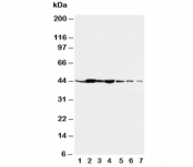 Western blot testing of beta-Actin antibody and rat tissues: liver (1), spleen (2), brain (3), kidney (4) and human cell lines, lane  5: HeLa;  6: SMMC-7721;  7: SGC cell lysate