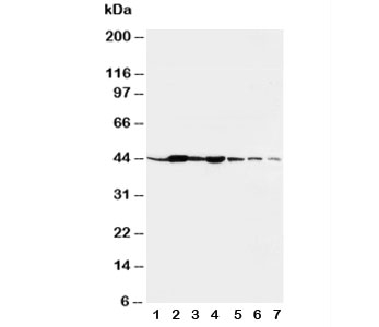 Western blot testing of beta-Actin antibody and rat tissues: liver (1), spleen (2), brain (3), kidney (4) and human cell lines, lane 5: HeLa; 6: SMMC-7721; 7: SGC cell lysate