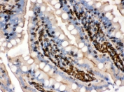 IHC testing of FFPE rat intestine with beta-Actin antibody. HIER: Boil the paraffin sections in pH 6, 10mM citrate buffer for 20 minutes and allow to cool prior to testing.